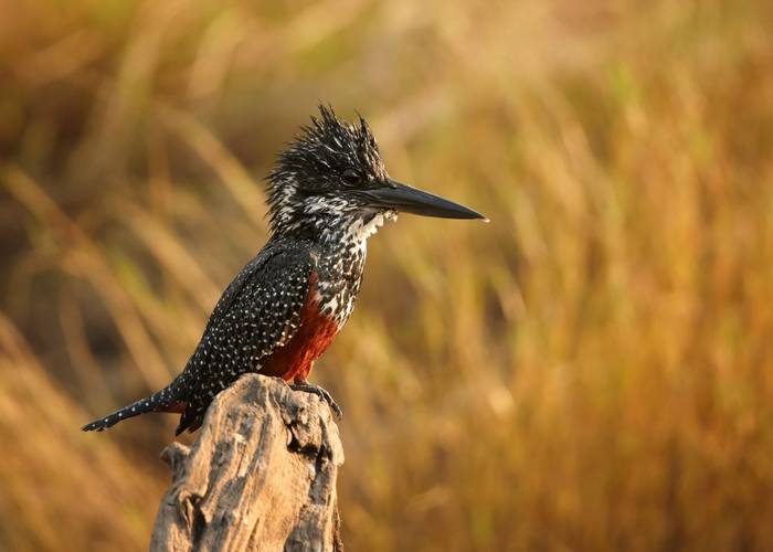 Giant kingfisher Botswana shutterstock_347556470.jpg