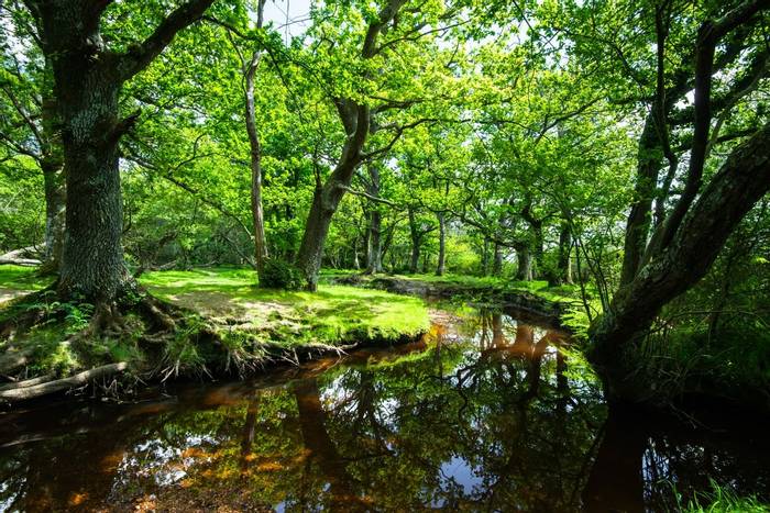 New Forest, Hampshire Shutterstock 654161143
