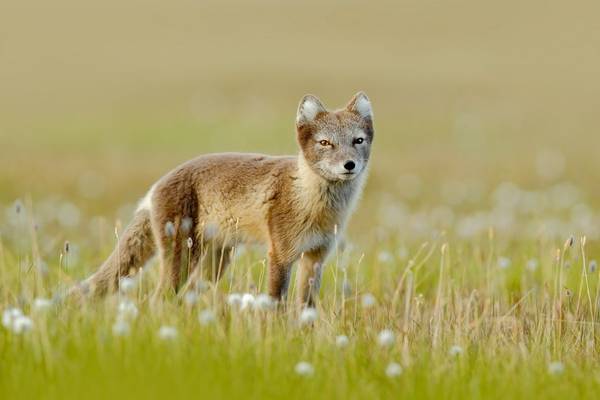 Arctic Fox shutterstock_499285660.jpg