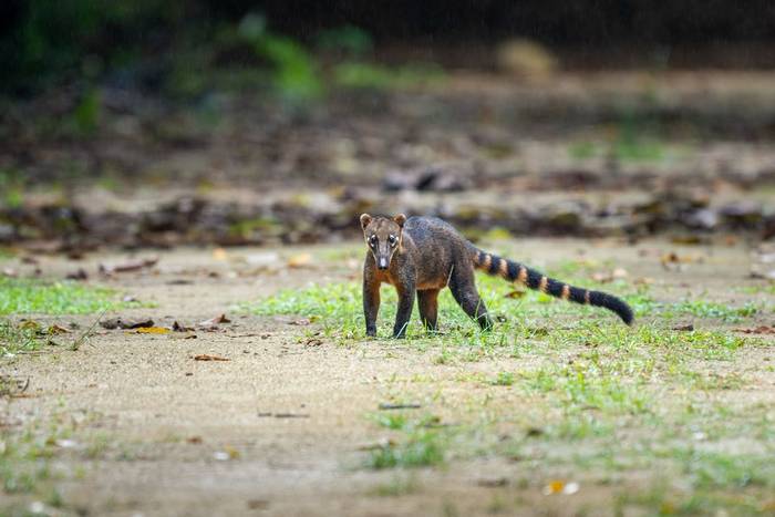 South American Coati © A J Bradshaw, March 2026 tour