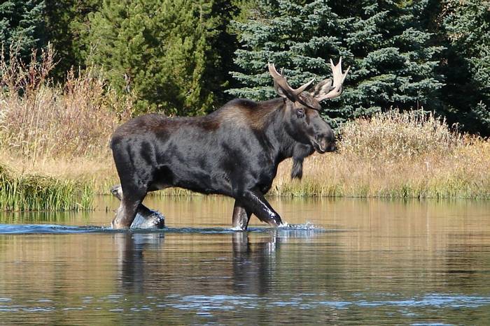 Moose,-Yellowstone-National-Park,-USA-shutterstock_728631976.jpg