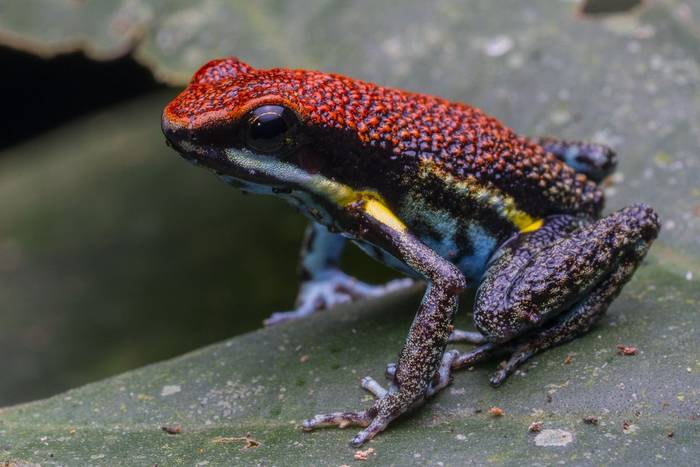 Ecuador Poison Frog (Ameerega bilinguis) © Jaime Culebras, February 2024 Naturetrek tour