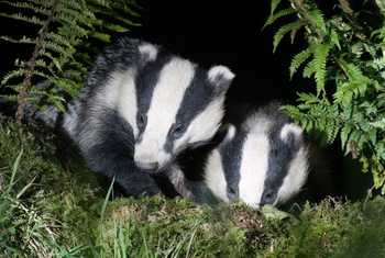 Badger (Paul McDougall).jpg