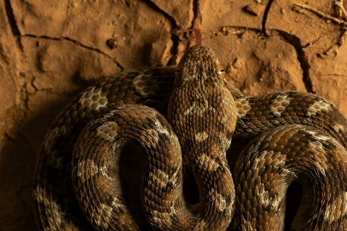 White-bellied Carpet Viper (Echis leucogaster) © Simone Giachello, May 2025 tour