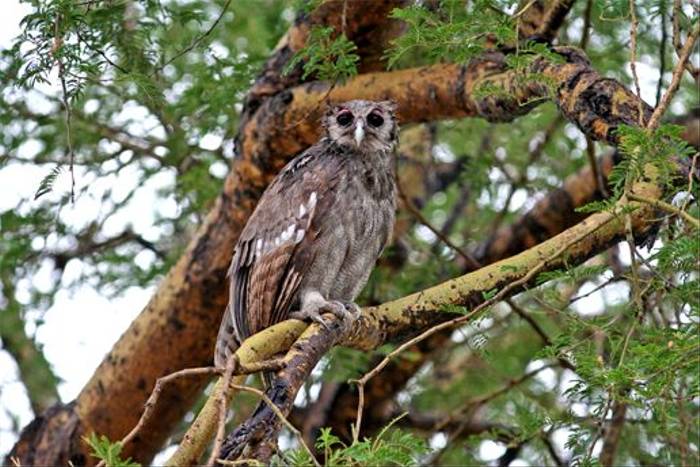 Verreaux's Eagle Owl (Grant Atkinson)