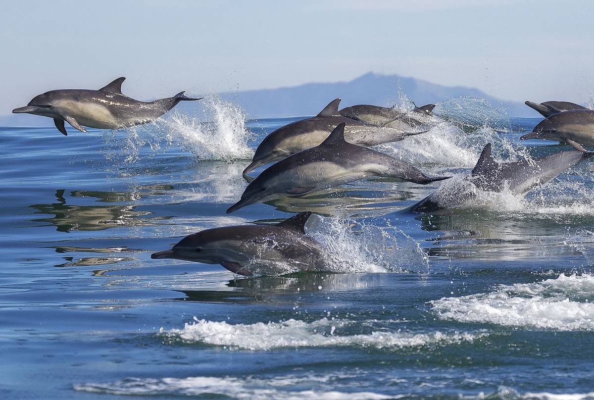 Long-beaked Common Dolphins Monterey Bay California shutterstock_568089433.jpg