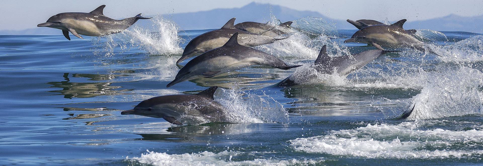 Long-beaked Common Dolphins Monterey Bay California shutterstock_568089433.jpg in-viewport