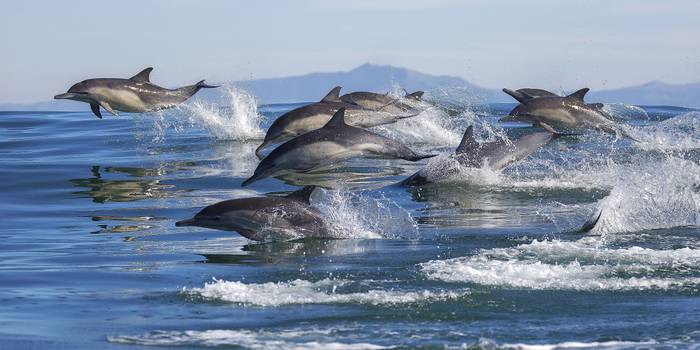 Long-beaked Common Dolphins Monterey Bay California shutterstock_568089433.jpg
