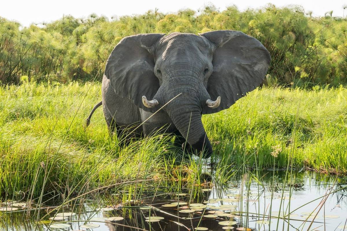 Mammals Elephant, Okavango Shutterstock 512355163