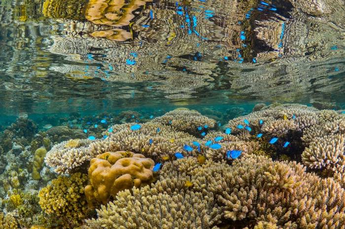 Coral Reef, Papua New Guinea shutterstock_1425916898.jpg