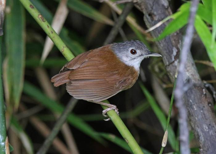 Ashy-headed Babbler (Palawan)
