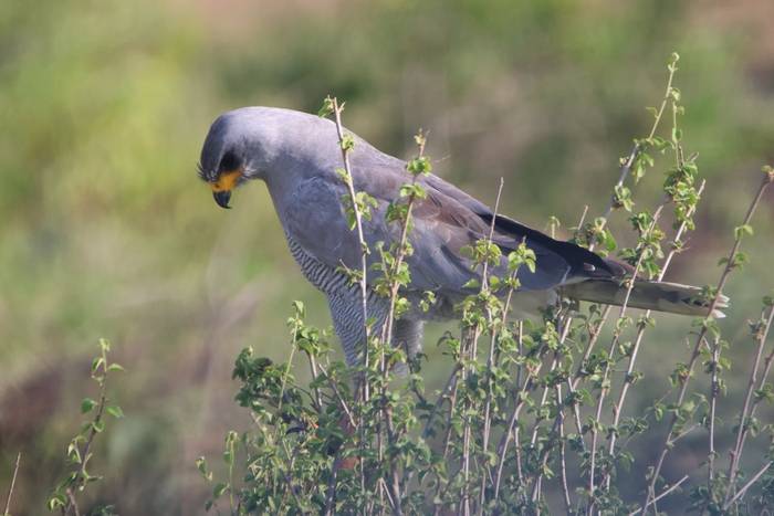 Eastern Chanting Goshawk © Tim Young, November 2025 tour.JPG