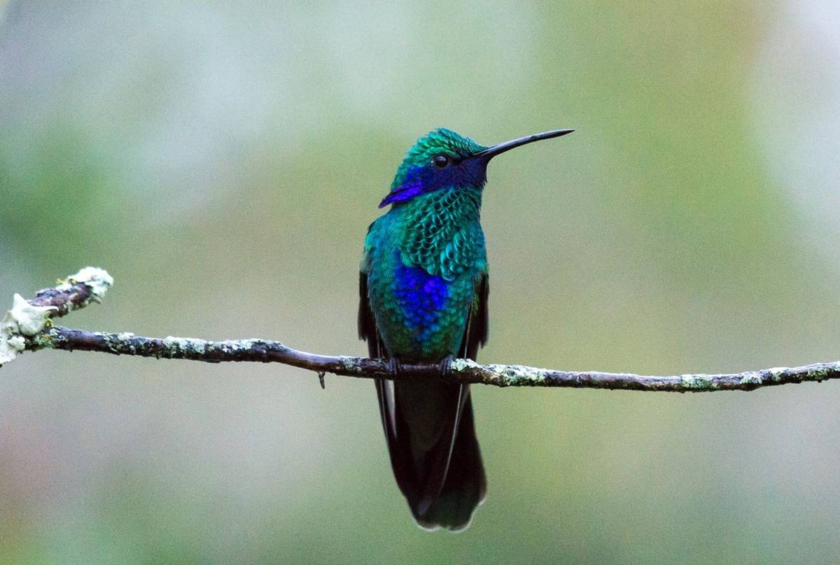 Sparkling Violetear (Juan Palmero)