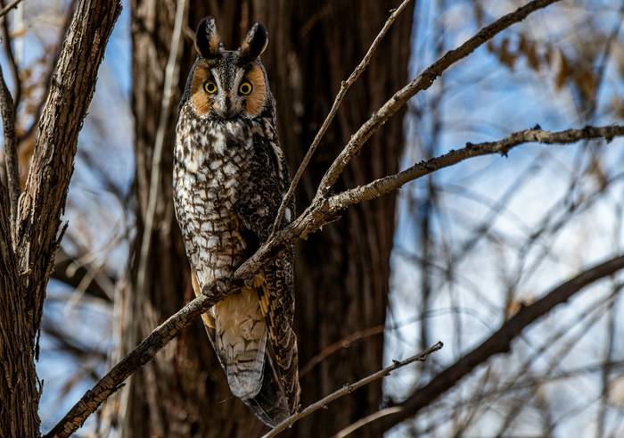 Long-eared Owl shutterstock_1670921692.jpg