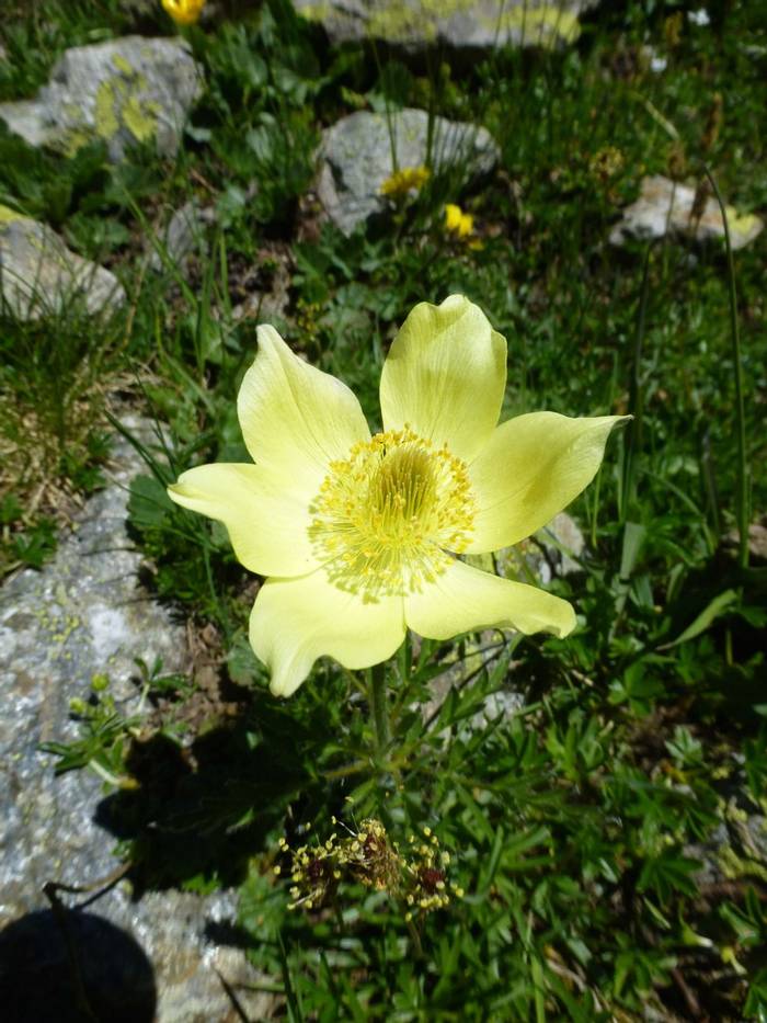Alpine Pasque flower (Pulsatilla alpina subsp. apiifolia) (Kerrie Porteous)