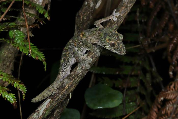 Mossy Leaf-tailed Gecko (Uroplatus sikorae) © Bobby and Laura Bok, March 2026