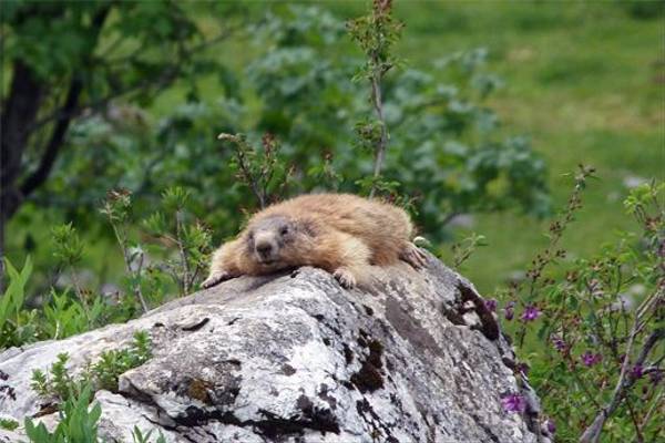 Marmot (Lis Allen)