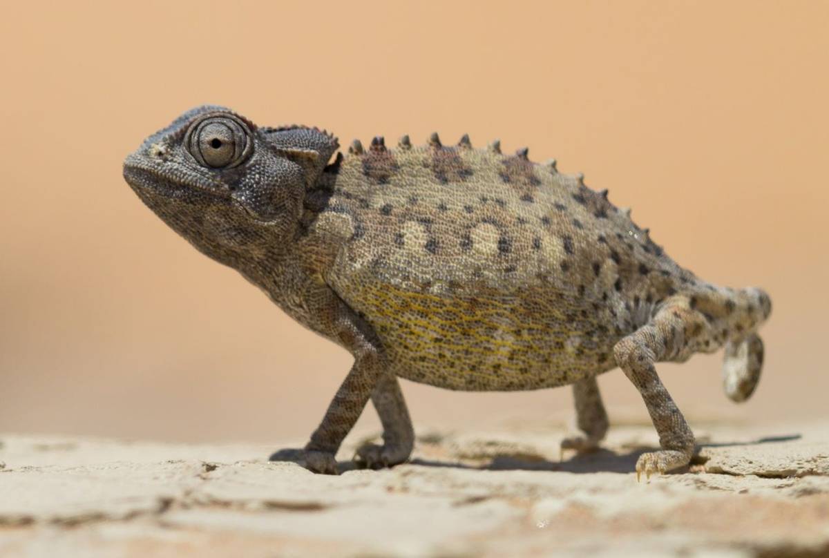 Namaqua Chameleon (Chamaeleo namaquensis)