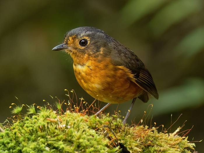 Slate-crowned Antpitta (Ian Hilton).jpg