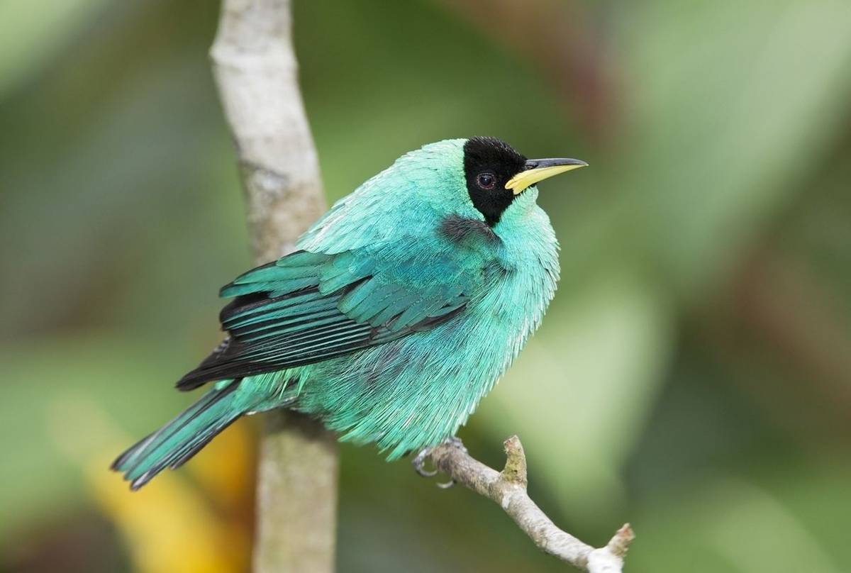 Green Honeycreeper (Kevin Elsby)