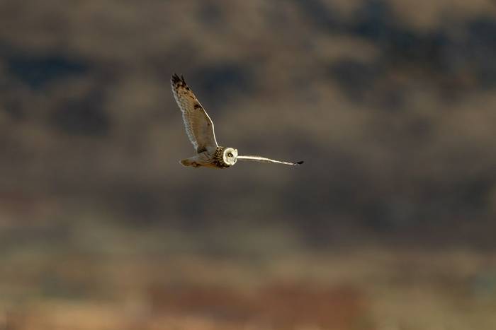 1_short-eared owl_2SI5428.jpg