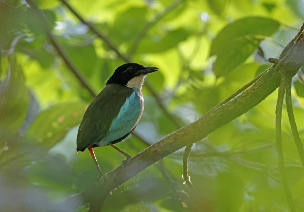 Azure-breasted Pitta (Bohol)