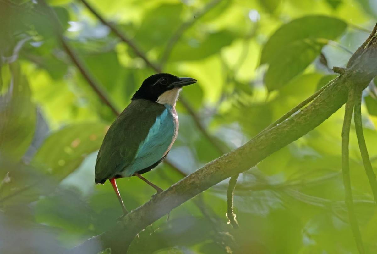 Azure-breasted Pitta (Bohol)