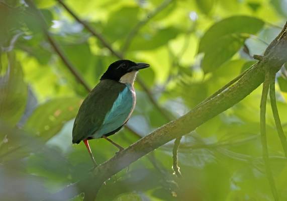 Azure-breasted Pitta (Bohol)