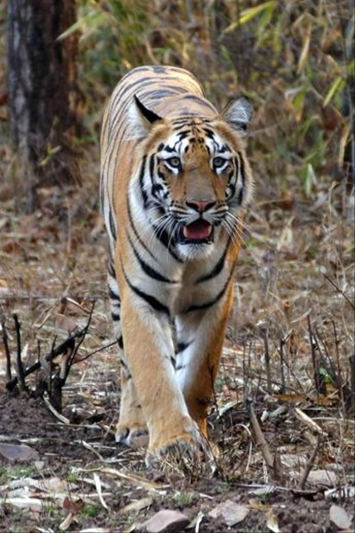 Tiger hunting (Chris Hutchinson)