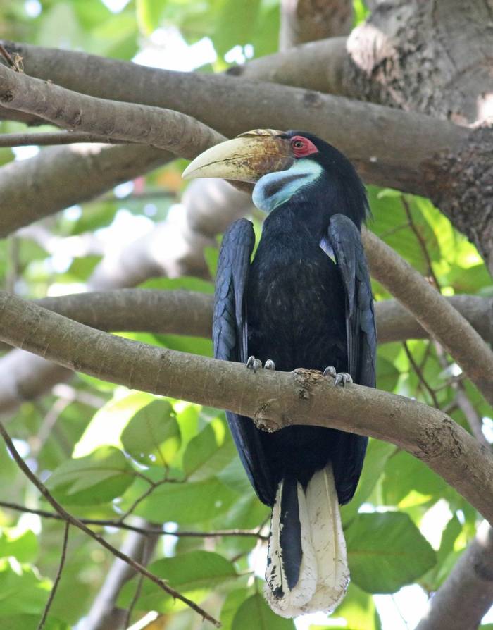 Wreathed Hornbill © Neil McMahon