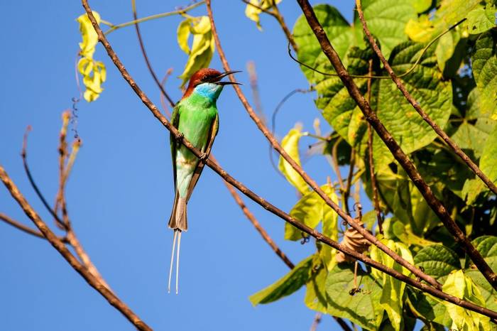 Blue-throated Bee-eater (Trevor Platt)
