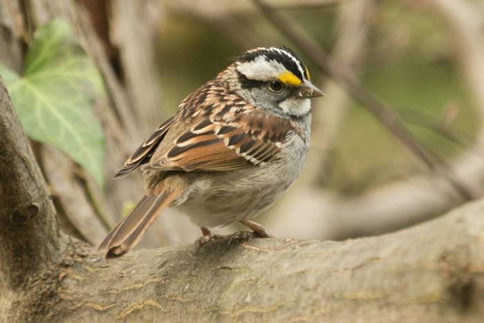 White-throated Sparrow shutterstock_1437543197.jpg