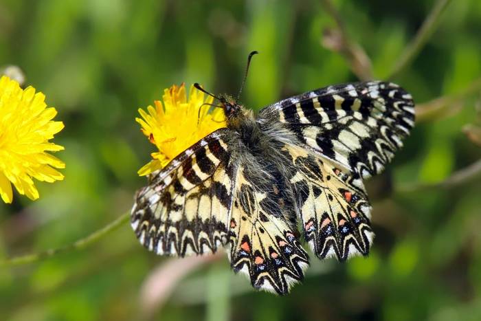 Italian Festoon © Luca Boscain, April 2026 tour
