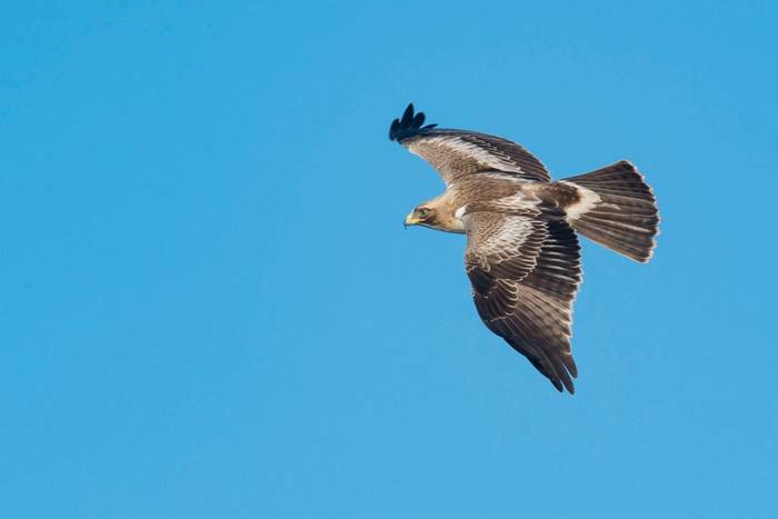 Booted Eagle