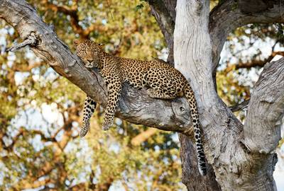 Realm of the Black Panther - Naturetrek