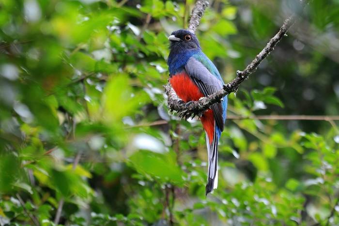 Surucua Trogon, Paraguay shutterstock_2277080961.jpg