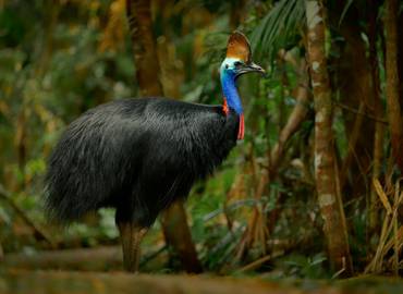 Birding in Queensland