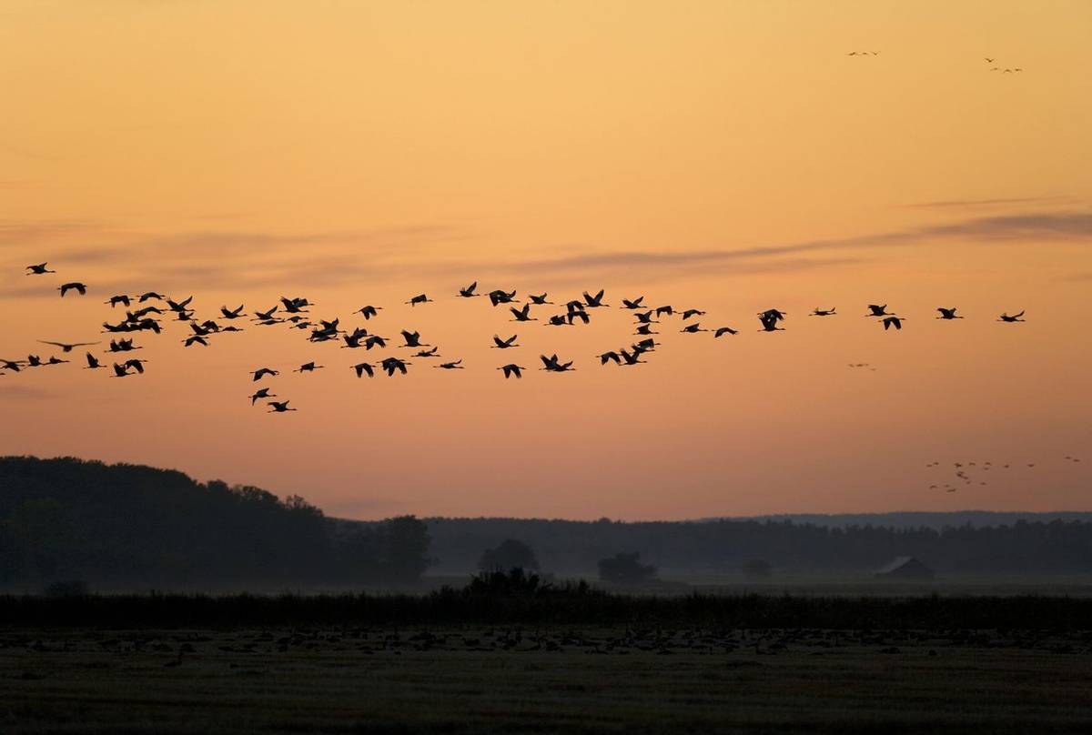 Common Cranes (Torbjorn Arvidsson).jpg