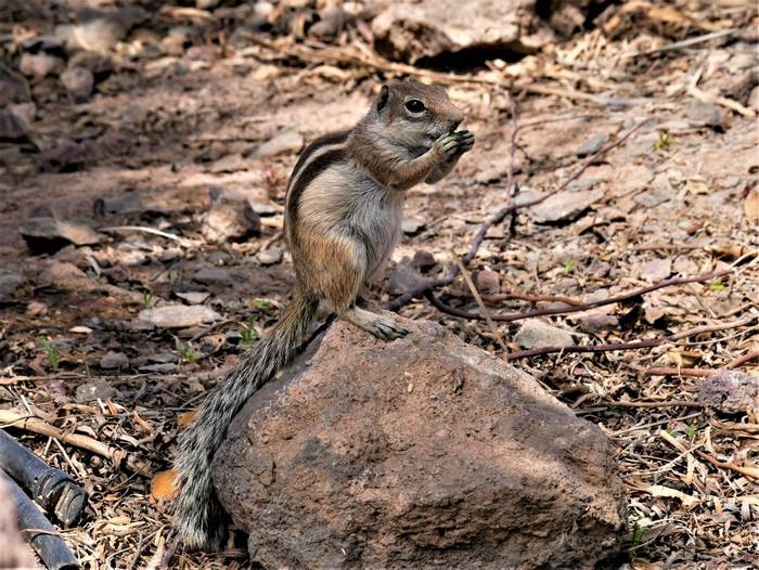 Barbary Ground Squirrel © Connell