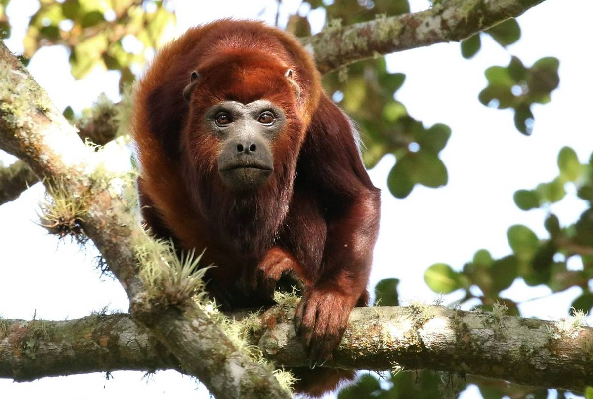 Colombian Red Howler Monkey © Robin Smith