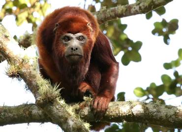 Colombia's Endemic Mammals