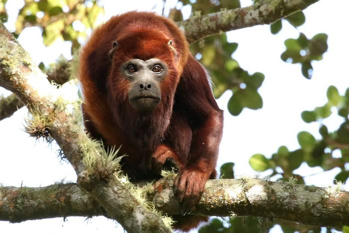 Colombian Red Howler Monkey © Robin Smith