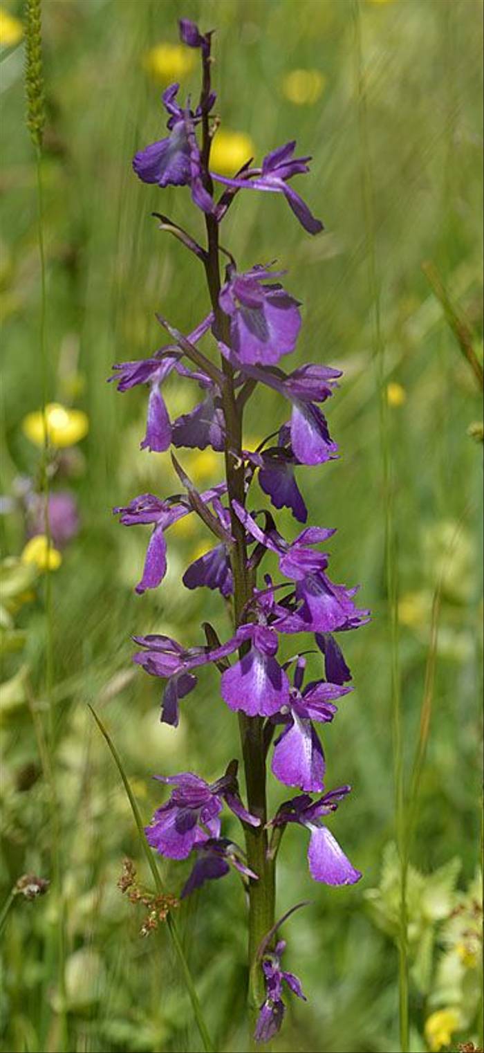 Orchis laxiflora ssp elegans (Lax-flowered Orchid) Andrew Cleave