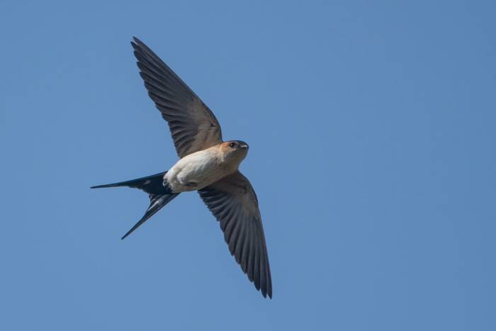 Red-rumped Swallow © Tim Melling, April 2022