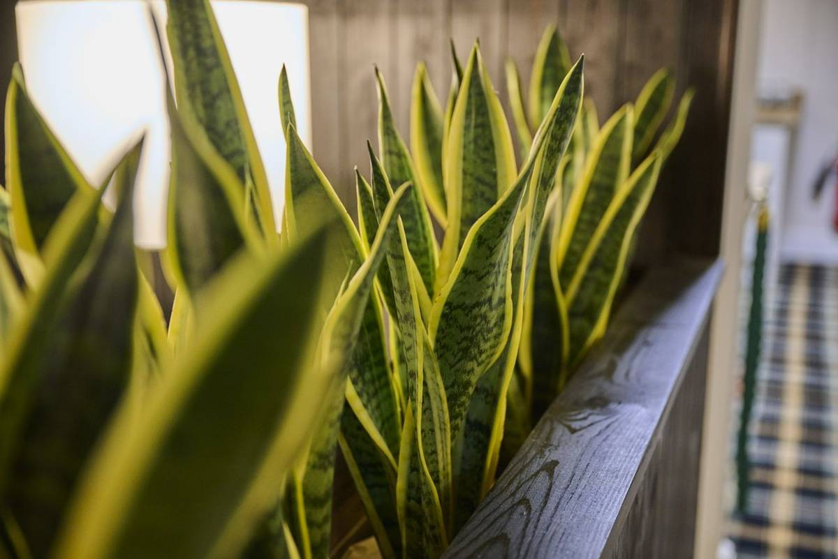 Dolserau Hall snake plants.jpg
