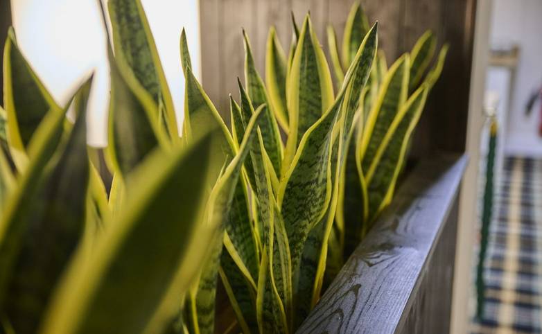 Dolserau Hall snake plants.jpg
