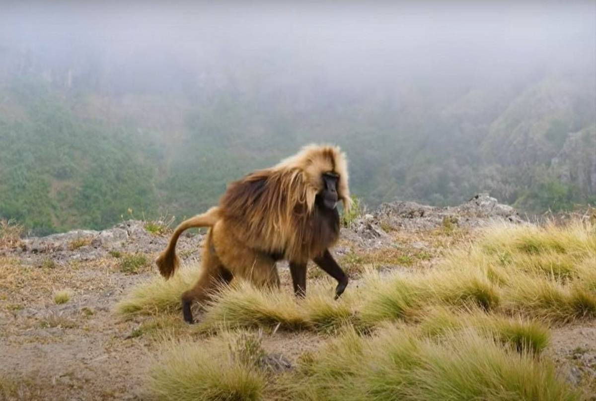 Gelada