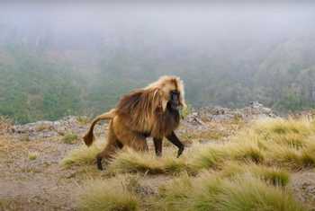 Gelada