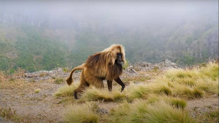 Gelada