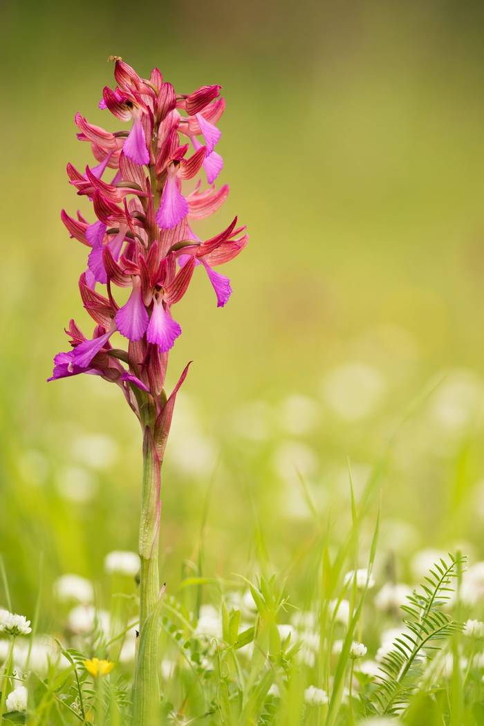 Butterfly orchid, Tuscany, Italy shutterstock_486778849.jpg